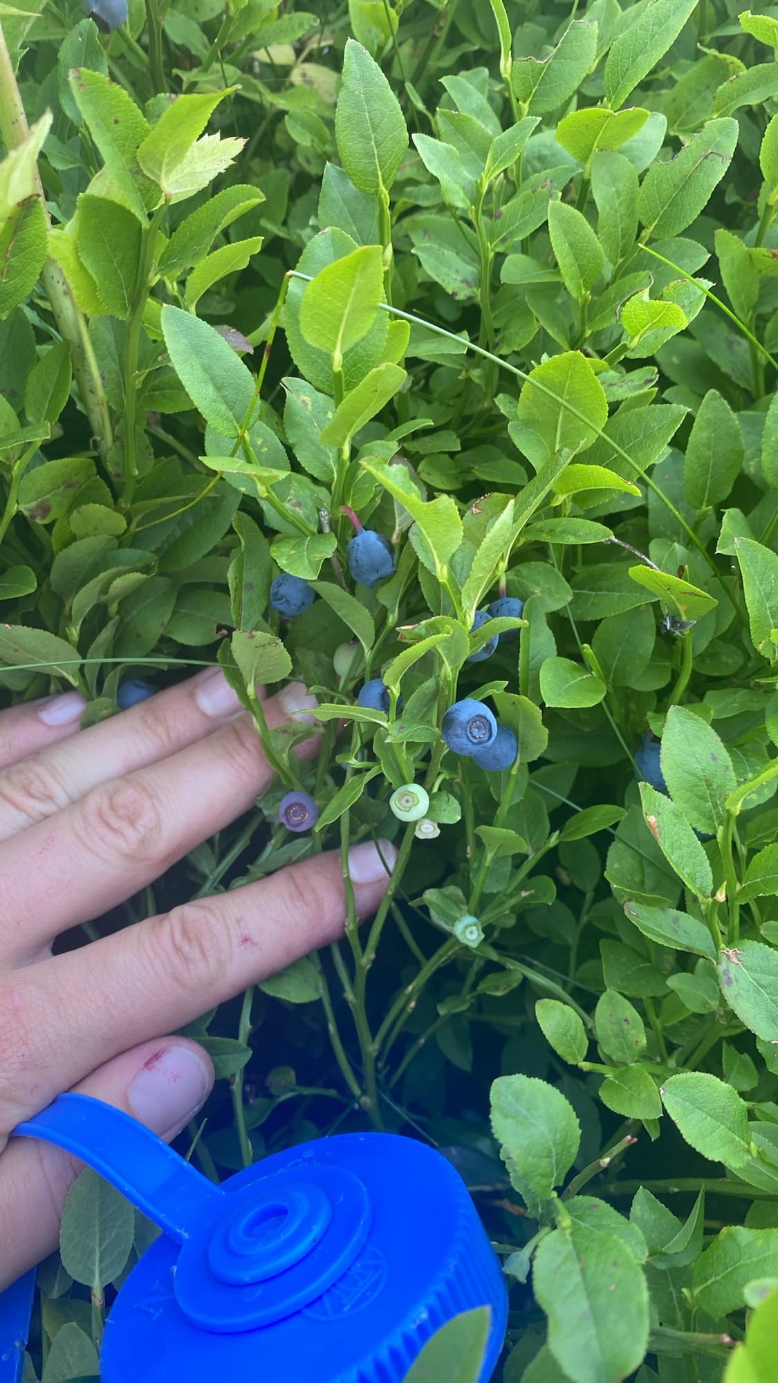 Wild berry hunting