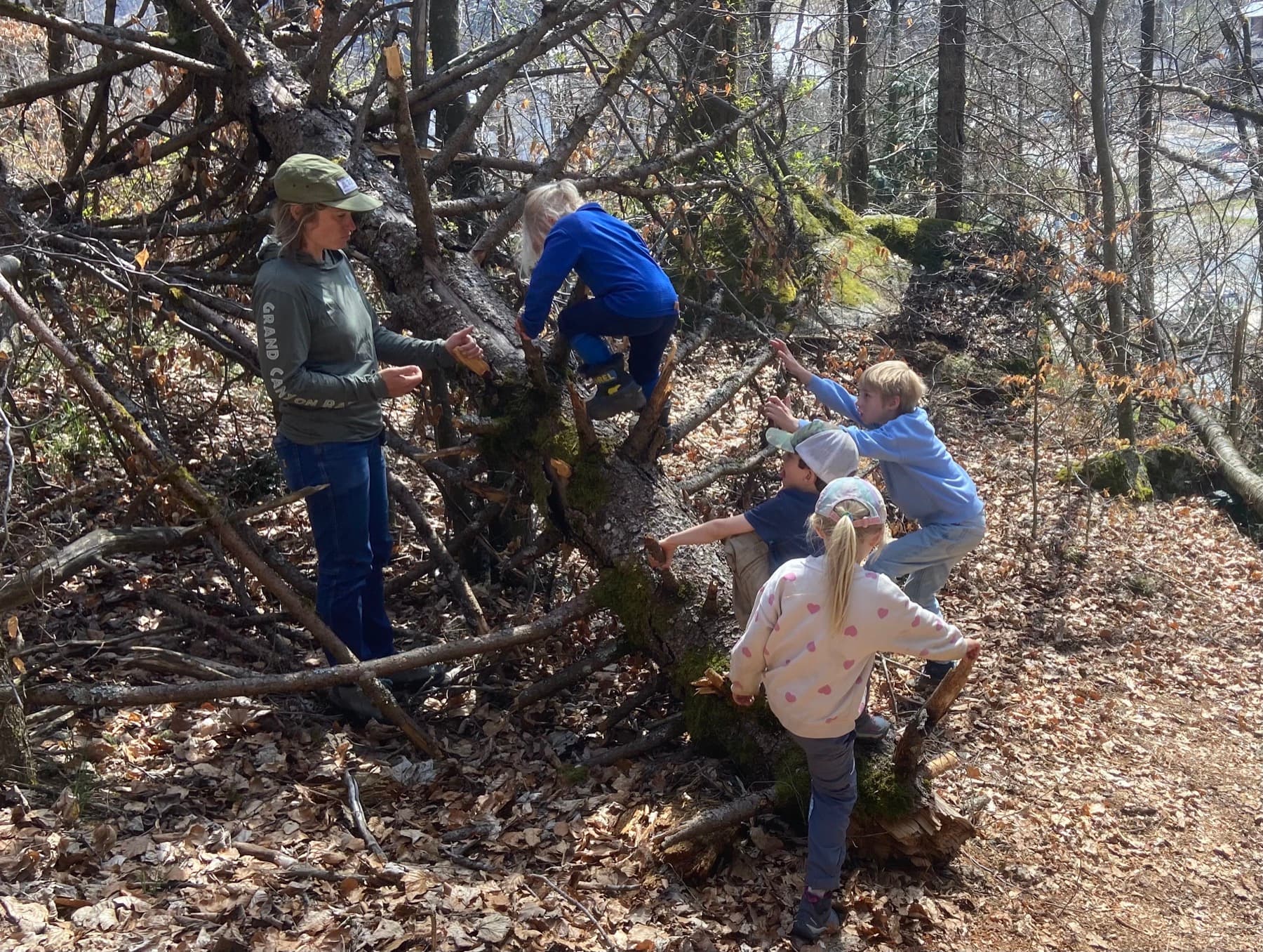 Forest explorations